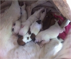  URGENTE. 10 preciosos cachorritos mestizos recién nacidos,  para dar en adopción, serán de tamaño mediano. Están en LLE