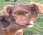 Ads with Photo