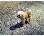 Ads with Photo