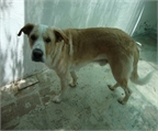 Ads with Photo