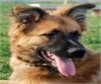 Ads with Photo