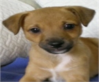 Ads with Photo