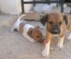   Nicky y Jana, dos cachorritas encontradas en un montón de escombros. Villacarrillo (Jaén). Contacto en mi face Katy Mu