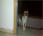Ads with Photo
