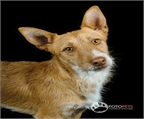 Ads with Photo