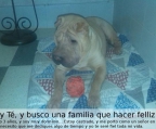 Ads with Photo