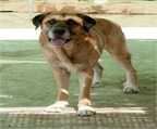 Ads with Photo