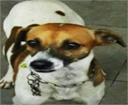 Ads with Photo