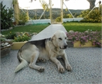 Ads with Photo