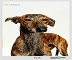 Ads with Photo