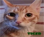 Ads with Photo