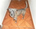 Ads with Photo
