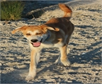 Ads with Photo
