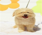 Ads with Photo