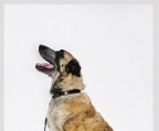 Ads with Photo