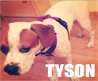 Boxer Tyson