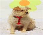 Ads with Photo