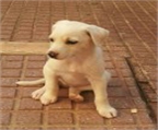 Ads with Photo