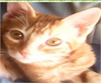 Ads with Photo