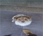 Ads with Photo