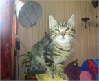 Ads with Photo