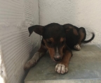  PIPO, pequeño cachorro necesita un hogar en adopción. Rute (Córdoba) Gpar.