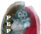 Ads with Photo