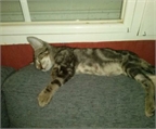 Ads with Photo