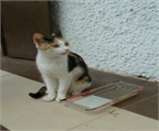 Ads with Photo