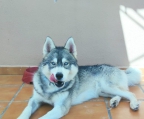 Se da en adopción husky siberiano puro de 3 años a persona responsable por no poder atender, buen comportamiento, criado con otros animales y niños, el motivo es que tengo una operación importante de espalda y no tengo nadie que pueda atenderlo