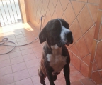 CATA, preciosa perrita de 10 meses cruce de boxer con pitbull en adopción. Huelva.