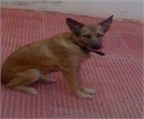 Ads with Photo
