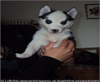 cachorros husky siberiano adorable para adopción