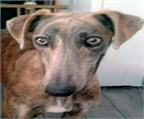 Ads with Photo