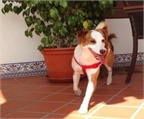 Ads with Photo