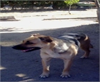 Ads with Photo
