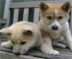 Preciosos cachorros Akita Inu, oportunidad