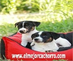 Ads with Photo