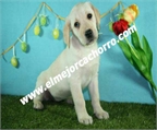 Ads with Photo