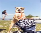 Ads with Photo