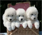 Regalo adorables toy Samoyedo cachorros