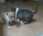 Estos dos perritos cuce de american stanford/podenco de 1 mes, buscan familia responsable que los adopte. Málaga.