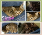 Ads with Photo