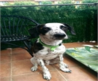 Ads with Photo