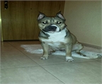 Ads with Photo