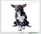 Ads with Photo