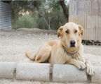 Ads with Photo