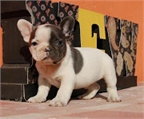 Adorable bulldog francés cachorros para la adopción,