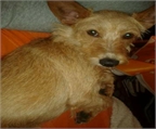 Ads with Photo