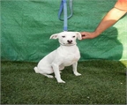 Ads with Photo